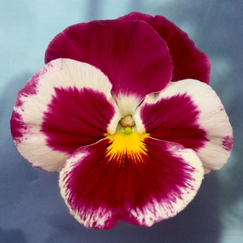 Viola x wittrockiana Dynamite® Strawberry