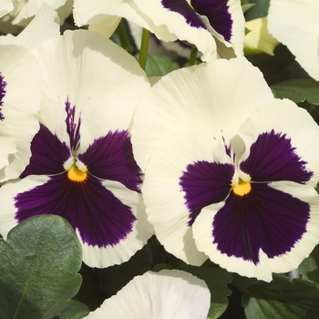 Viola x wittrockiana Dynamite® White w/Blotch Improved