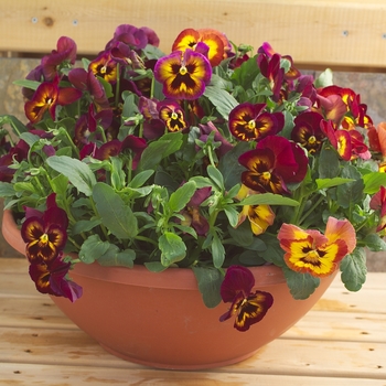 Viola x wittrockiana Dynamite® Wine Flash