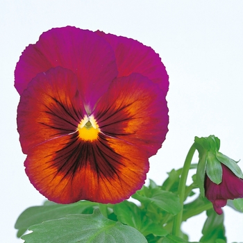 Viola x wittrockiana Dynamite® Wine Flash Improved