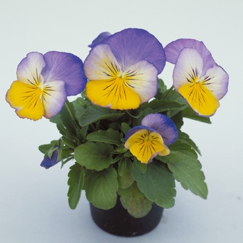Viola x wittrockiana