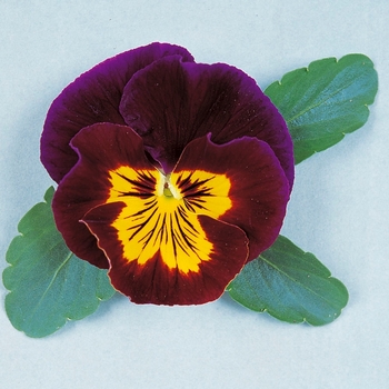 Viola x wittrockiana Ultima Baron Mahogany