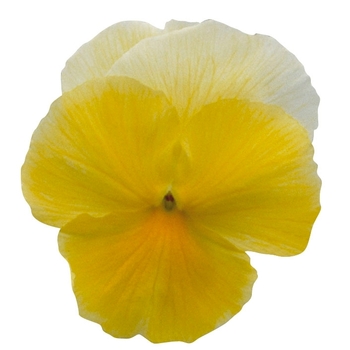 Viola x wittrockiana Ultima Beacon Yellow