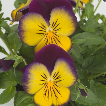 Viola x wittrockiana