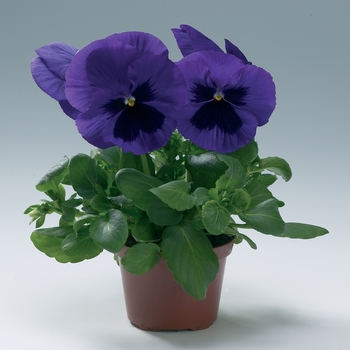 Viola x wittrockiana 'Blue w/Blotch' 