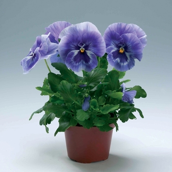 Viola x wittrockiana Viking Marina