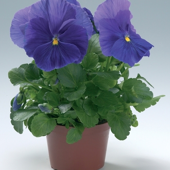 Viola x wittrockiana Viking True Blue