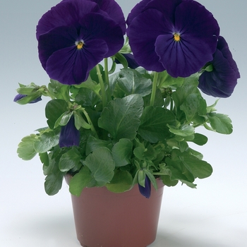 Viola x wittrockiana Viking Violet