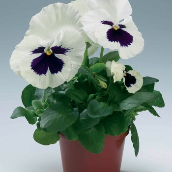 Viola x wittrockiana