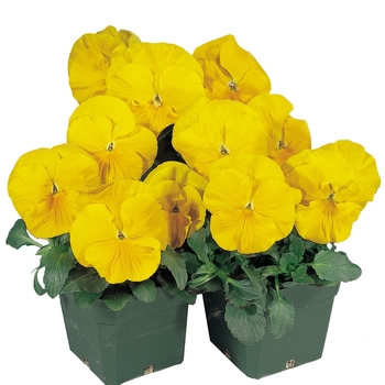 Viola x wittrockiana Crown Yellow