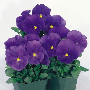 Viola x wittrockiana Crown Blue