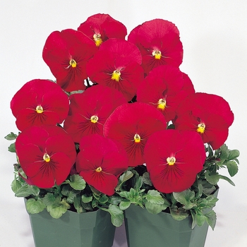Viola x wittrockiana Crown Rose