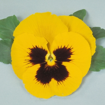 Viola x wittrockiana Maxim Yellow