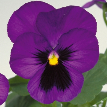 Viola x wittrockiana Maxim Deep Blue