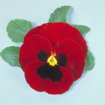 Viola x wittrockiana Maxim Red