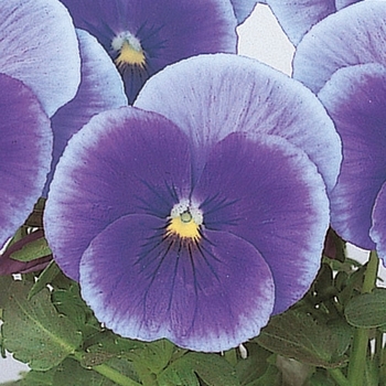 Viola x wittrockiana 'Blue Centre' 