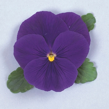 Viola x wittrockiana