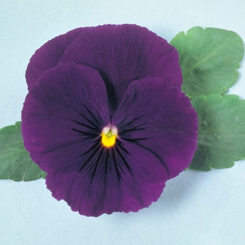 Viola x wittrockiana Crystal Bowl Purple