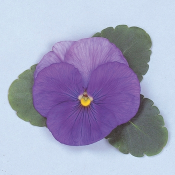 Viola x wittrockiana