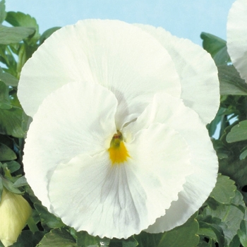 Viola x wittrockiana Crystal Bowl White
