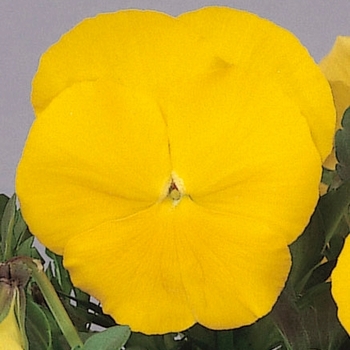 Viola x wittrockiana Crystal Bowl Yellow