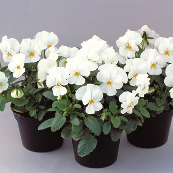 Viola cornuta 'White' 