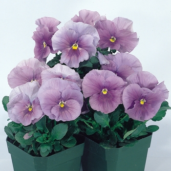 Viola x wittrockiana Crown 'Azure'
