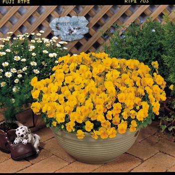 Viola cornuta Venus 'Yellow'