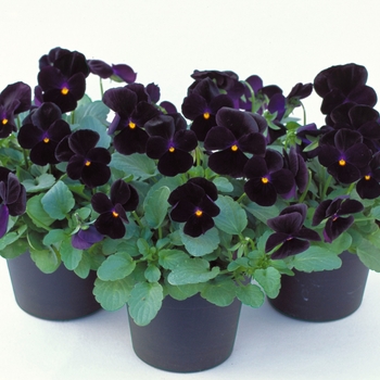 Viola cornuta 'Black' 