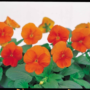 Viola cornuta 'Deep Orange' 