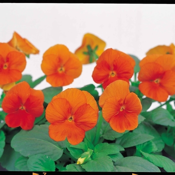 Viola cornuta Venus 'Deep Orange'