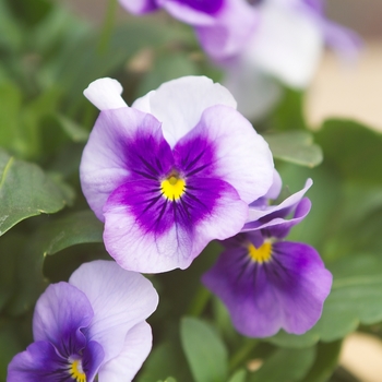 Viola cornuta Venus 'Light Blue'