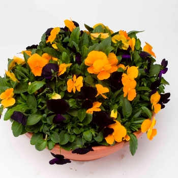 Viola cornuta 'Tricky Mix Autumn Flair' 