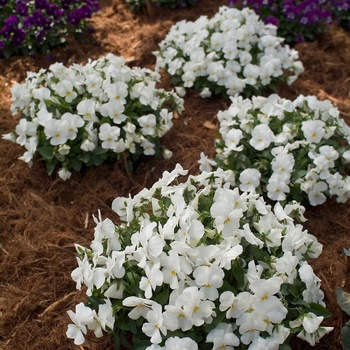 Viola cornuta Venus 'White Improved'