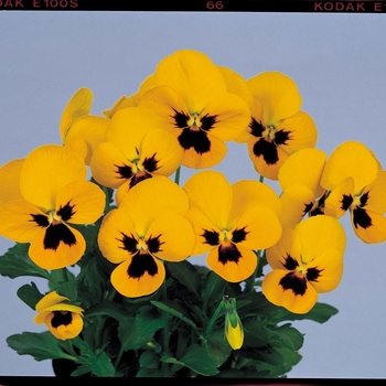 Viola cornuta Venus 'Yellow w/Blotch'