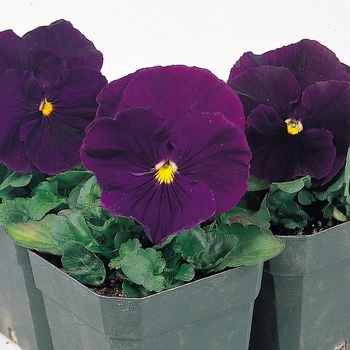 Viola x wittrockiana Crown Purple