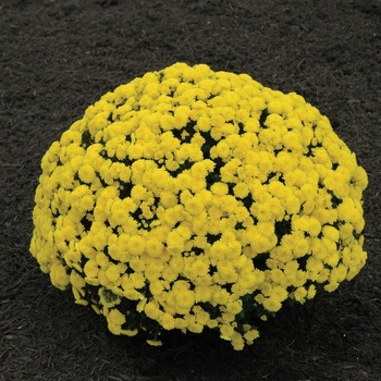 Chrysanthemum x morifolium 'Bethany™ Yellow' 