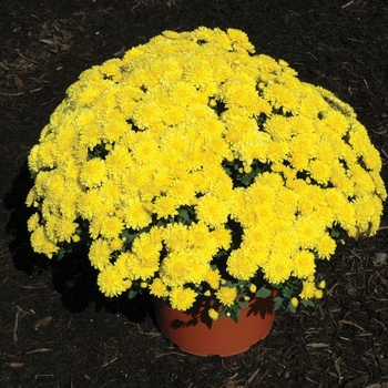 Chrysanthemum x morifolium 'Wilma™ Yellow'