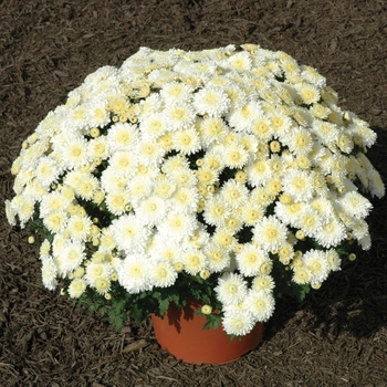 Chrysanthemum x morifolium 'Frosty Cheryl'