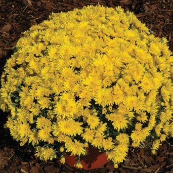 Chrysanthemum x morifolium 'Yolanda™ Yellow'