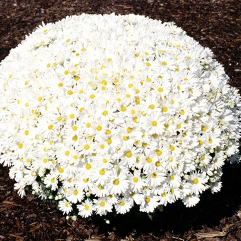 Chrysanthemum x morifolium 'Frosty Jeanette'