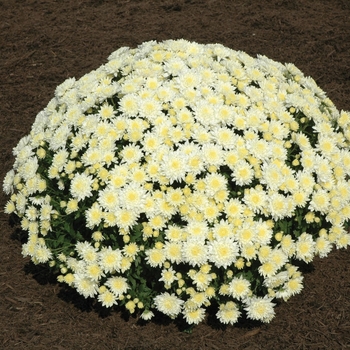 Chrysanthemum x morifolium 'Mildred™ White' 