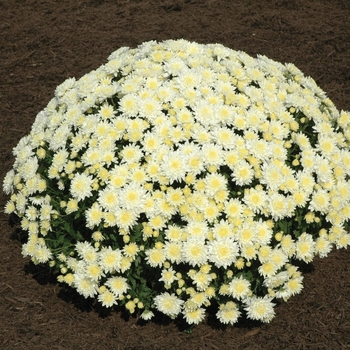 Chrysanthemum x morifolium 'Mildred™ White'