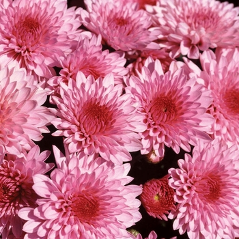 Chrysanthemum x morifolium 'Soft Cheryl Pink'