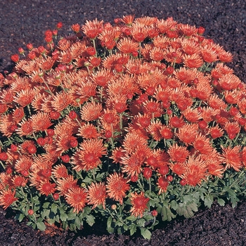 Chrysanthemum x morifolium 'Alberta Bronze' 