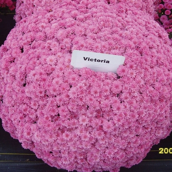 Chrysanthemum x morifolium 'Victoria Pink'