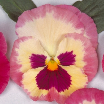 Viola x wittrockiana Ultima 'Impression Rose Shades'