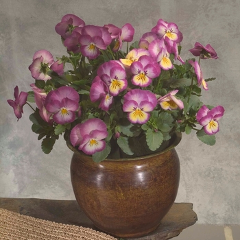 Viola x wittrockiana 'Radiance Pink' 