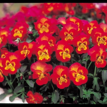 Viola x wittrockiana 'Radiance Red' 