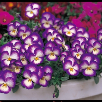 Viola x wittrockiana 'Radiance Violet' 